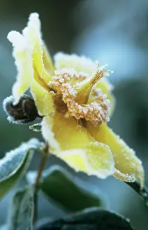 Hypericum: Hypericum