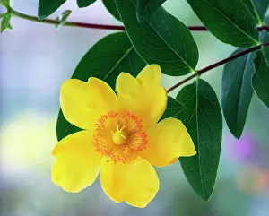 Hypericum: Hypericum