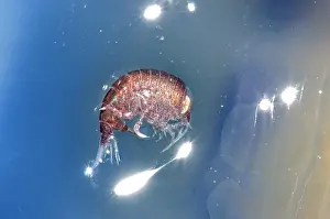 Jellyfish: A hyperiid amphipod (Hyperia macrocephala) living
