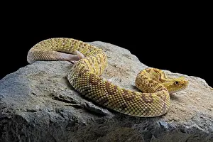 Northwestern: Hypomelanistic Northwestern neotropical rattlesnake