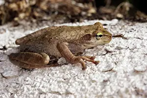 Hypsiboas: Hypsiboas alboguttata Treefrog