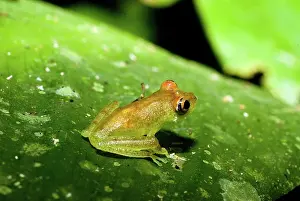 Cinerascens: Hypsiboas cinerascens