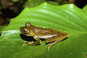 Fasciatus: Hypsiboas fasciatus