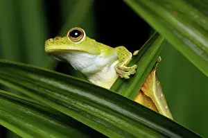 Tortuguero: Hypsiboas rufitelus