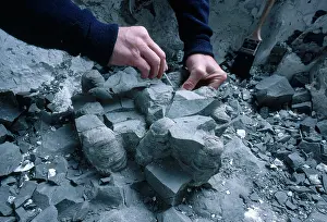 Tools: Hypsilophodont Eggs