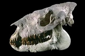 Fossilized: Hyracodon fossil