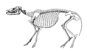 Consumer: Hyracotherium, Cenozoic Mammal