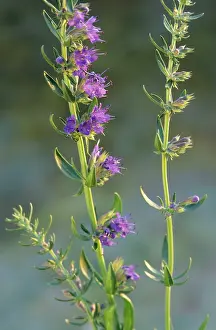 Hyssop: Hyssop