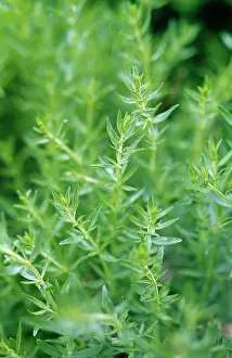 Hyssop: Hyssop