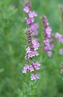 Hyssop: Hyssop
