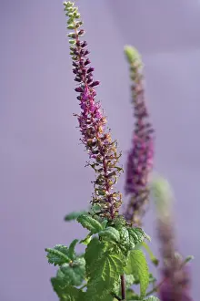 Strive: Hyssop