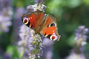 Hyssop: Hyssop, Agastache, Close view of a Peacock Butterfly