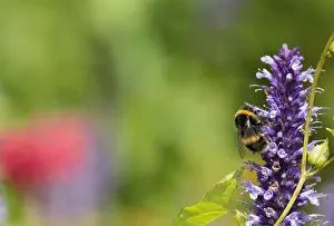 Foeniculum: Hyssop, Anise hyssop, Agastache foeniculum, Purple