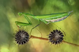 Bicycle: I want to ride my bicycle - Praying mantis on dry