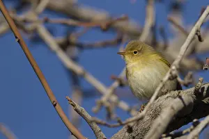 February: Iberian Chiffchaff - Iberienzilpzalp - Phylloscopus iberiae
