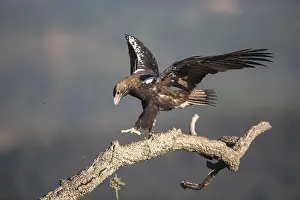 Extremadura: Iberian Eagle (Aquila adalberti)