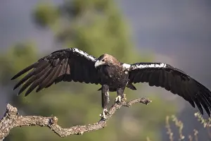 Extremadura: Iberian Eagle (Aquila adalberti)