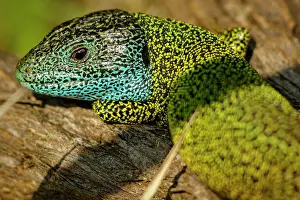 Iberian: Iberian Emerald Lizard (Lacerta schreiberi) - adult