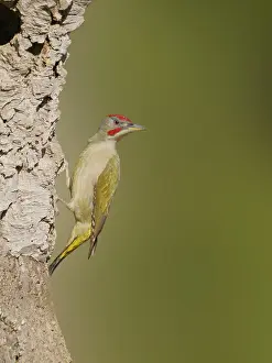 Iberian: Iberian Green Woodpecker Picus sharpie Valencia