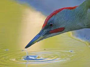 Iberian: Iberian Green Woodpecker Picus sharpie Valencia