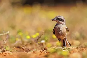 Jeune: Iberian Grey Shrike