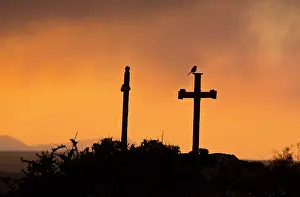Iberian: Iberian grey shrike - on crosses at dawn - on the