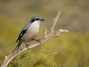 Iberian: Iberian Grey Shrike Lanius meridionalis Valencia