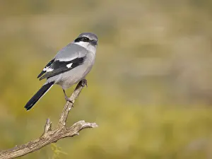 Iberian: Iberian Grey Shrike Lanius meridionalis Valencia