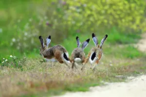 Granatensis: Iberian Hare - 3 carrying out breeding ritual