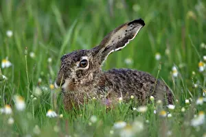 Granatensis: Iberian Hare - adult animal resting