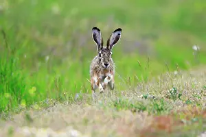 Granatensis: Iberian Hare - on the alert