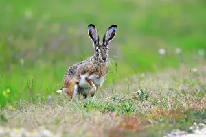 Granatensis: Iberian Hare - on the alert