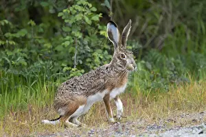 Iberian: Iberian Hare (Lepus granatensis) securing, Spai