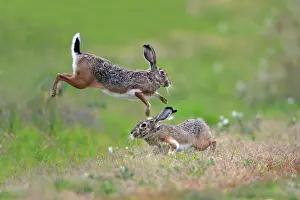 Granatensis: Iberian Hare - pair carrying out breeding ritual