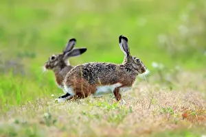 Granatensis: Iberian Hare - pair carrying out breeding ritual