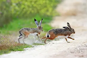 Granatensis: Iberian Hare - pair carrying out breeding ritual