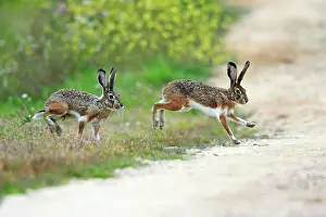 Granatensis: Iberian Hare - pair carrying out breeding ritual