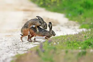 Granatensis: Iberian Hare - pair copulating