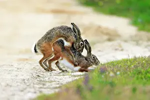 Granatensis: Iberian Hare - pair copulating