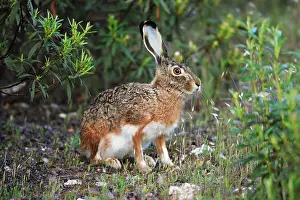 Granatensis: Iberian Hare - showing slightly blue coloured ears