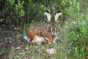 Granatensis: Iberian Hare - showing slightly blue coloured ears