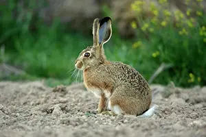 Granatensis: Iberian Hare - young animal