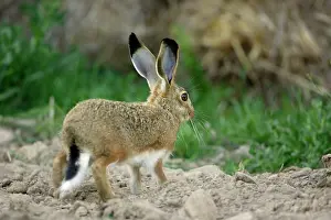 Granatensis: Iberian Hare - young animal