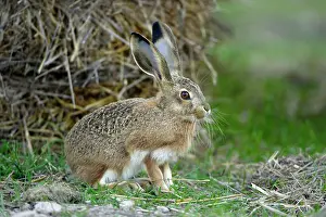 Granatensis: Iberian Hare - young animal