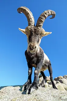 Sierra: Iberian ibex (Capra pyrenaica) male, Guadarrama