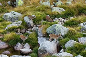 Pyrenaica: Iberian ibex, Spanish ibex, Spanish wild goat, or
