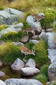 Pyrenaica: Iberian ibex, Spanish ibex, Spanish wild goat, or