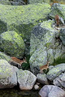 Pyrenaica: Iberian ibex, Spanish ibex, Spanish wild goat, or