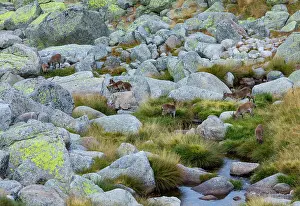Talus: Iberian ibex, Spanish ibex, Spanish wild goat, or