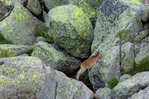 Pyrenaica: Iberian ibex, Spanish ibex, Spanish wild goat, or